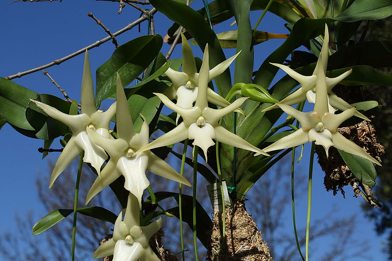 Sexta Selvagem: Orquídea-de-Darwin | Natureza Terráquea