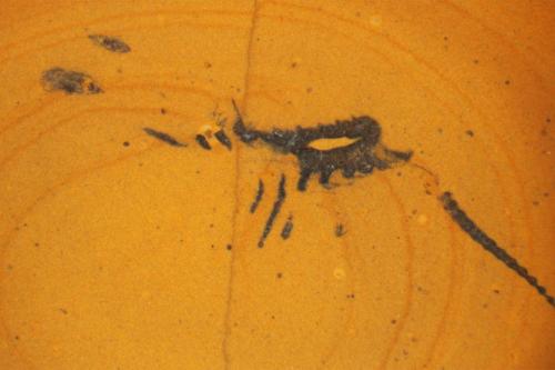 Uma foto do fóssil em si. Imagem de Briggs et al., extraída de news.nationalgeographic.com